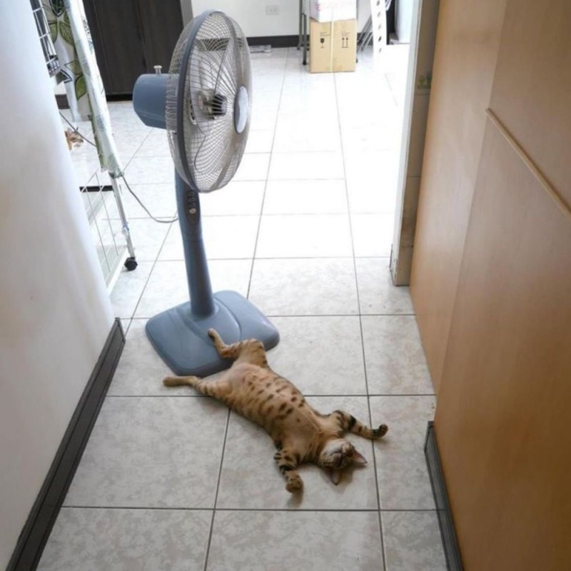 Создать мем: кошки в жару, кот под вентилятором, кот и вентилятор
