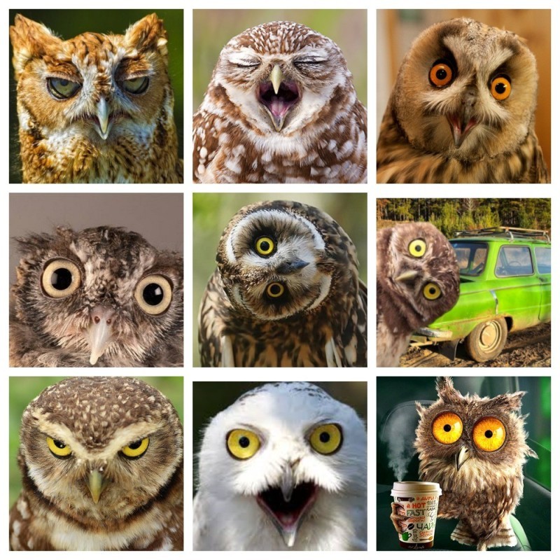 Create meme: swamp owl owls, bird owl , An owl