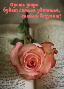 Create meme: the flowers are beautiful, beautiful roses, flowers beautiful roses