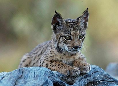 Create meme: iberian lynx, common lynx, lynx 