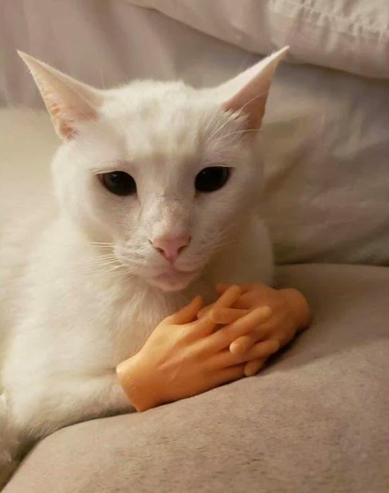 Create meme: funny cats , cat with hands, cat meme 