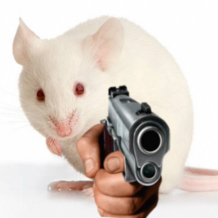 Create meme: white mouse sideways, the rat is white, white mouse