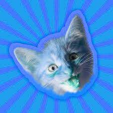 Create meme: simba the kitten, seals , simbochka the cat