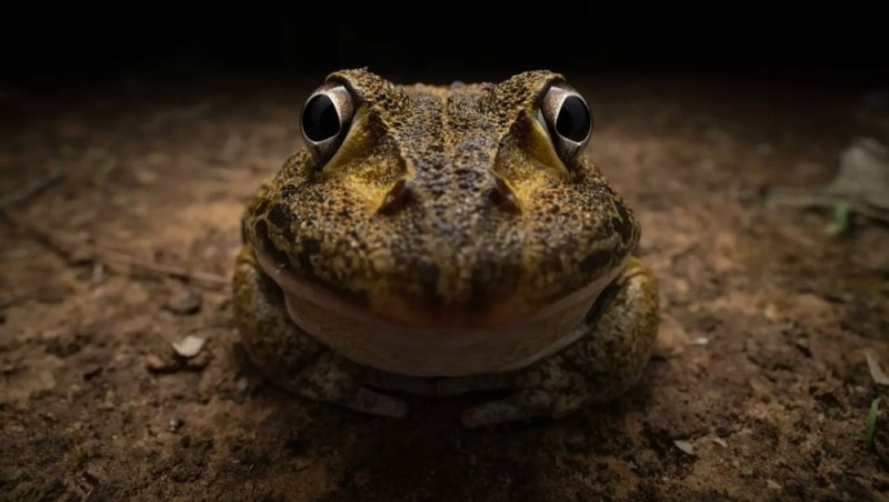 Create meme: toad frog, frogs, reed toad