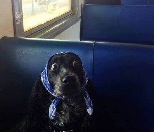 Create meme: dog surprise, a dog in shock photos, surprise dog photo
