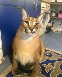 Create meme: Caracal, Abyssinian cat