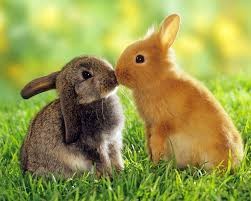 Create meme: cute Bunny, hare, rabbit