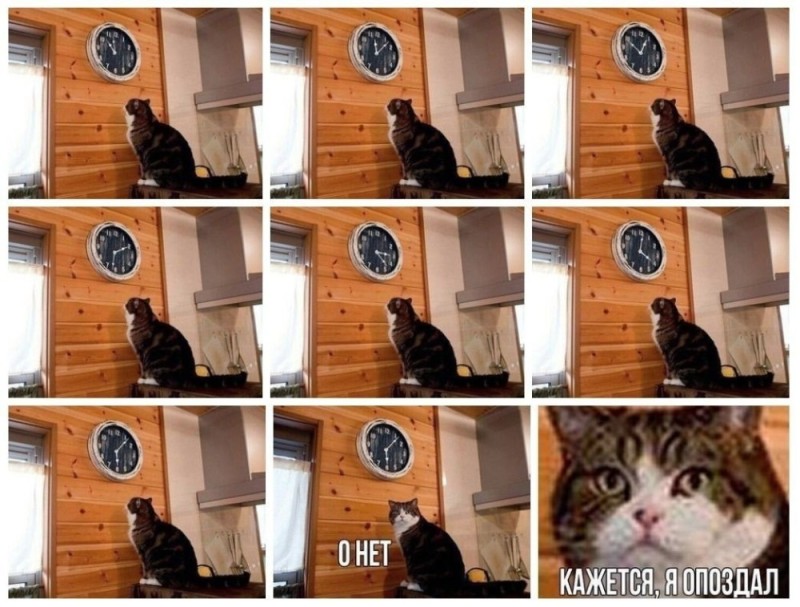Create meme: meme cat , meme the cat and watches, the cat with the clock
