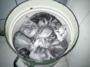 Create meme: the cat in the basin, a bucket of kittens