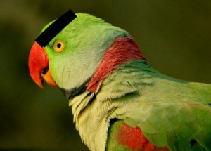 Создать мем: ожереловый попугай, alexandrine parakeet, александрийский кольчатый попугай