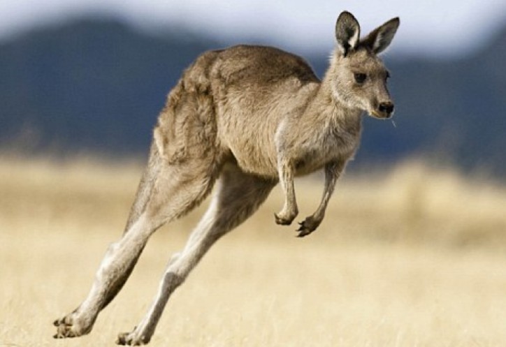 Create meme: kangaroos of Australia, kangaroo , kangaroo animal