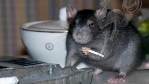 Create meme: rat with cigarette meme, rat, rat smokes