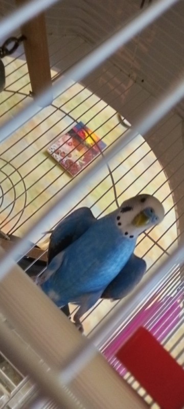 Create meme: wavy parrot male, The budgie Harlequin, budgies wavy blue in a cage