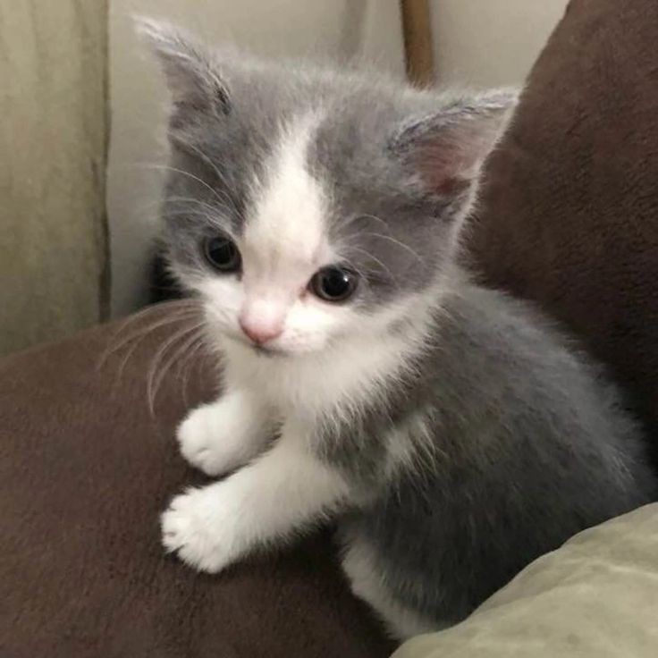 Create meme: the kitten is gray and white, the kitten is white and gray, kitten grey