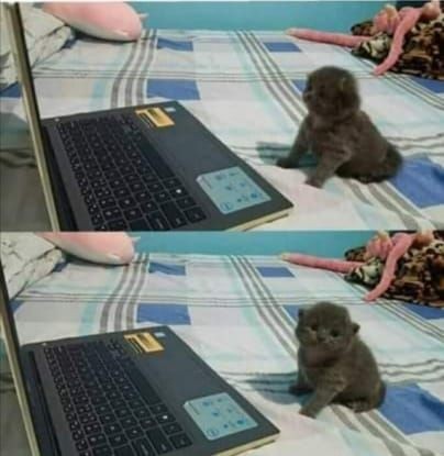 Create meme: Scottish fold kitten, a kitten at the computer, cat 