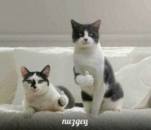 Create meme: animals funny, cat, cat with thumbs meme