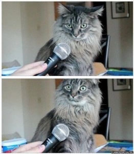 Создать мем: кот интервью, кот, удивленный кот с микрофоном мем