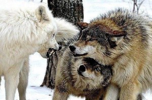 Создать мем: волк брат за брата, фото волчица прикрывает горло волка, волк и волчица