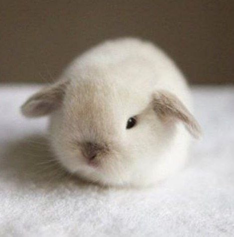 Create meme: rabbits are cute, rabbit dwarf hotot, white lop - eared rabbit