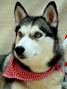 Create meme: husky husky, husky, Siberian husky