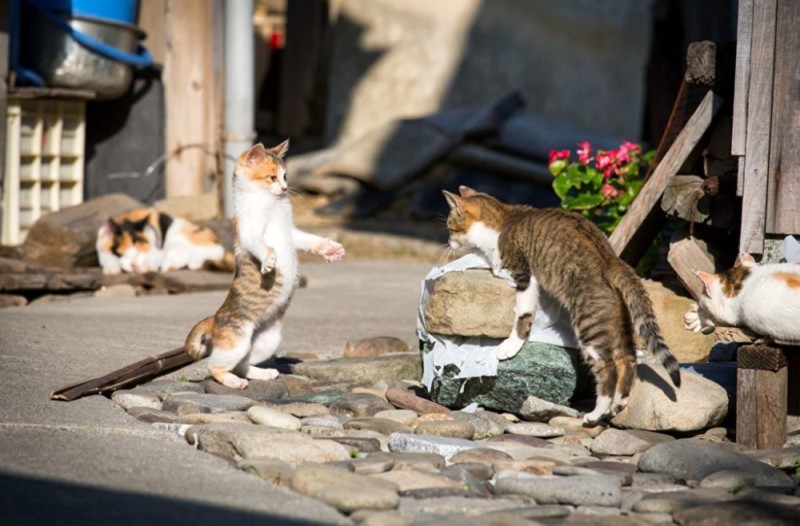 Create meme: cat , cat , cat on the street