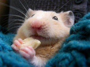Create meme: feet hamster photo, a hamster and a hamster, pictures of hamsters