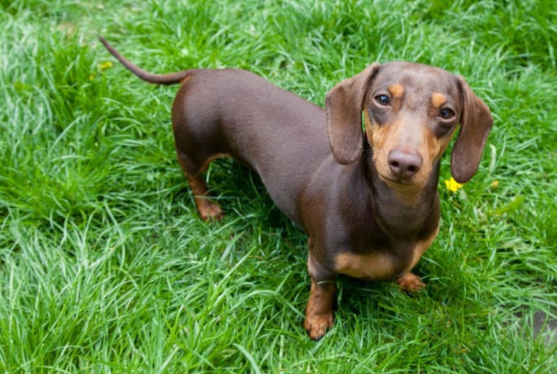 Create meme: Dachshund dog, Dachshund , rabbit smooth - haired dachshund