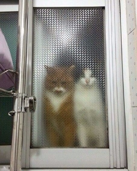 Create meme: cat , cat behind glass, animals behind glass