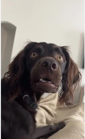 Create meme: chocolate spaniel setter, Cocker Spaniel, chocolate spaniel