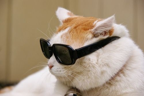 Create meme: The cat with glasses is cool, cat , cat with glasses