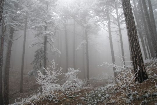 Create meme: grey winter forest, snowy forest, forest snow 