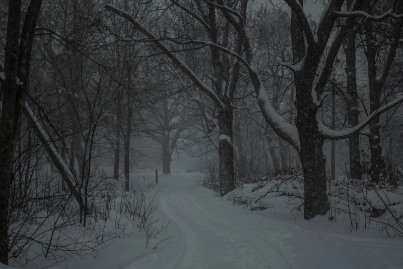 Create meme: winter forest, winter is dark, winter path