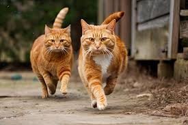 Создать мем: кошка, рыжая кошка, рыжий кот бежит