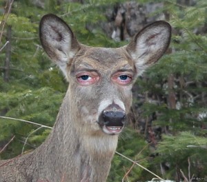 Create meme: deer, animal deer, animals