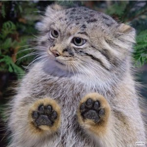 Create meme: wild cat manul, manul, animal, manul