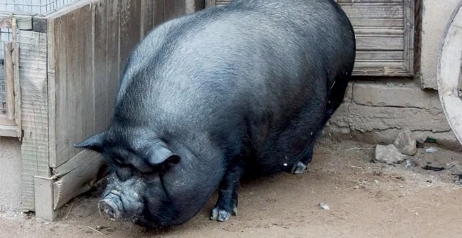 Create meme: Vietnamese pot-bellied pig, vietnamese lop - bellied boar, Duroc breed of pigs