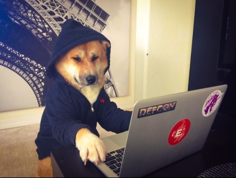 Create meme: the dog at the computer, dogecoin, korzh the dog