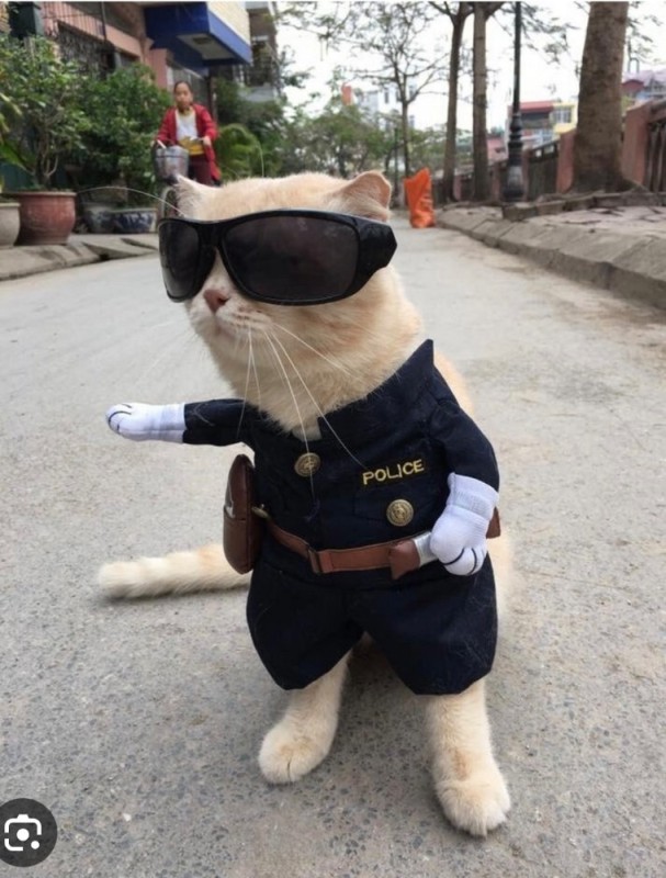 Create meme: police costume for a cat, seals , cat 