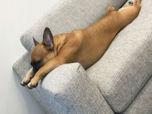 Create meme: French bulldog, dry cleaning of furniture, dry cleaning