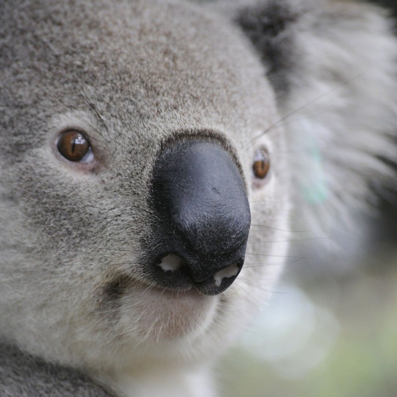 Создать мем: коала пугается, коала дзен, koala