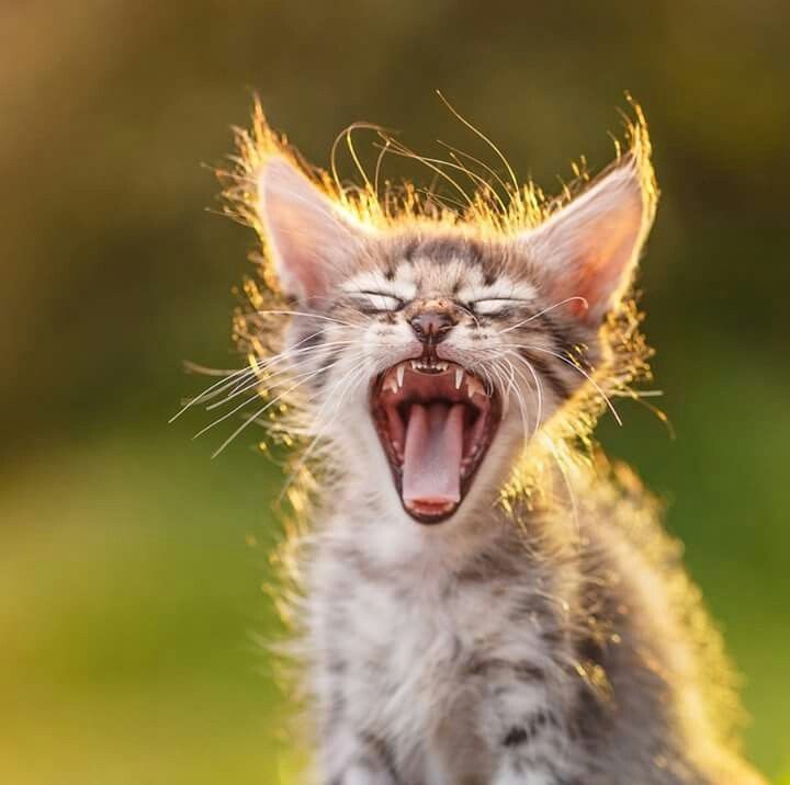 Create meme: screaming cats, yawning cats, mad cat