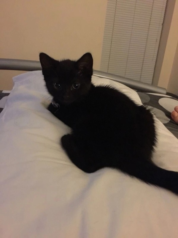 Создать мем: котенок домашний, кошечка, чисто черный котенок
