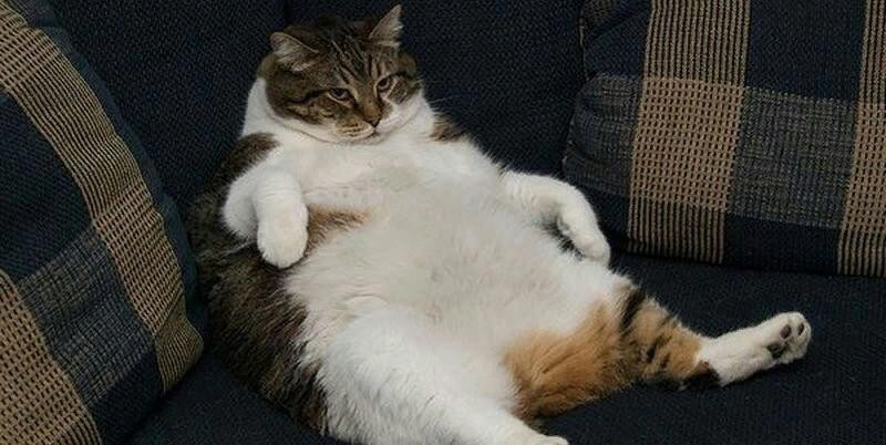 Create meme: fat cat, fat cat meme, lazy cats