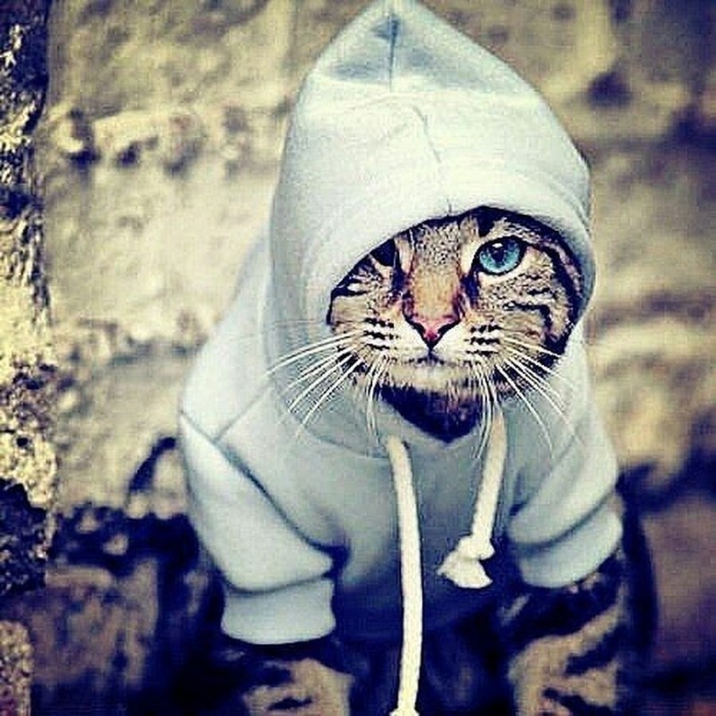 Create meme: cat , the hooded cat, the cat in the hood