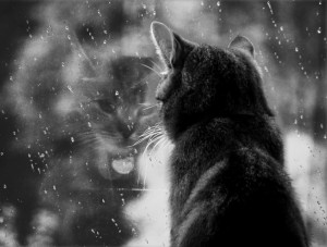 Create meme: outside, the rain, Cat, lonely cat gifs