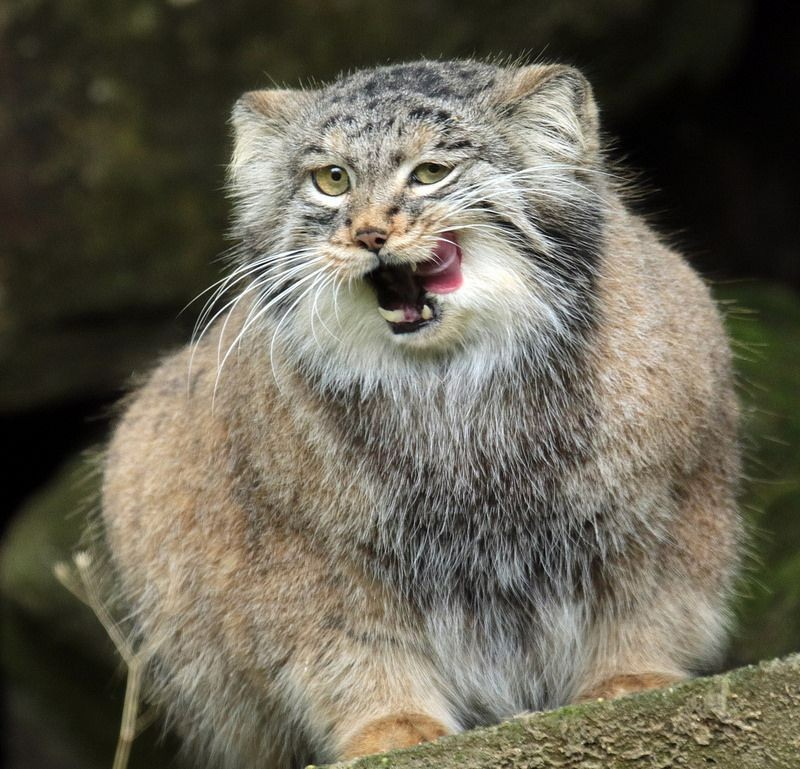 Create meme: cat manul , animal manul, caracal and manul