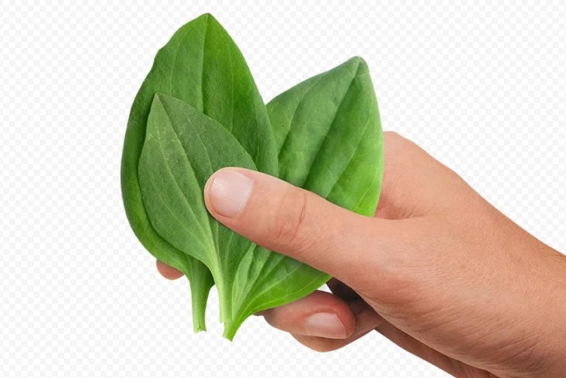 Create meme: plantain leaf , plantain , plantain leaf