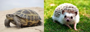 Create meme: hedgehog, Animal, animals hedgehog