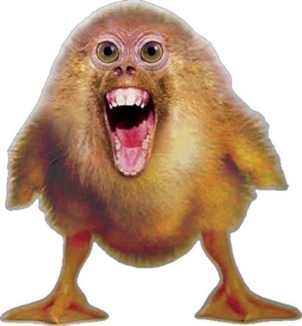 Create meme: funny chicken, funny animals, funny animal