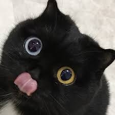 Create meme: a black cat with different eyes, a black cat with big eyes, a cat with black eyes